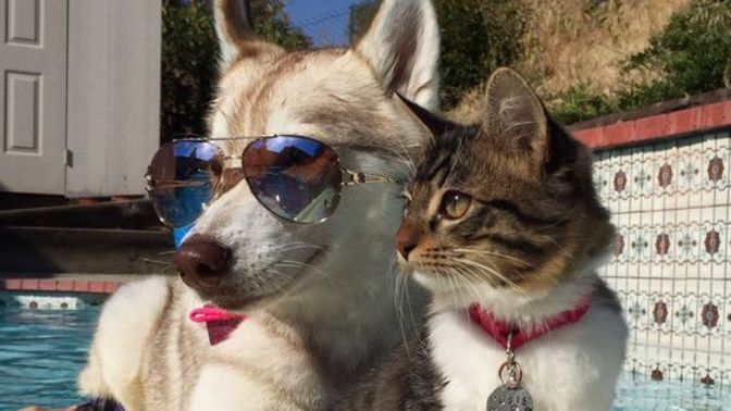 Kedi mi sahipleneyim köpek mi?