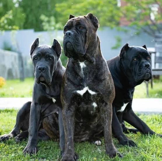 Pitbull mu Cane Corso mu?