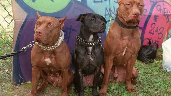 Pitbull mu Cane Corso mu?