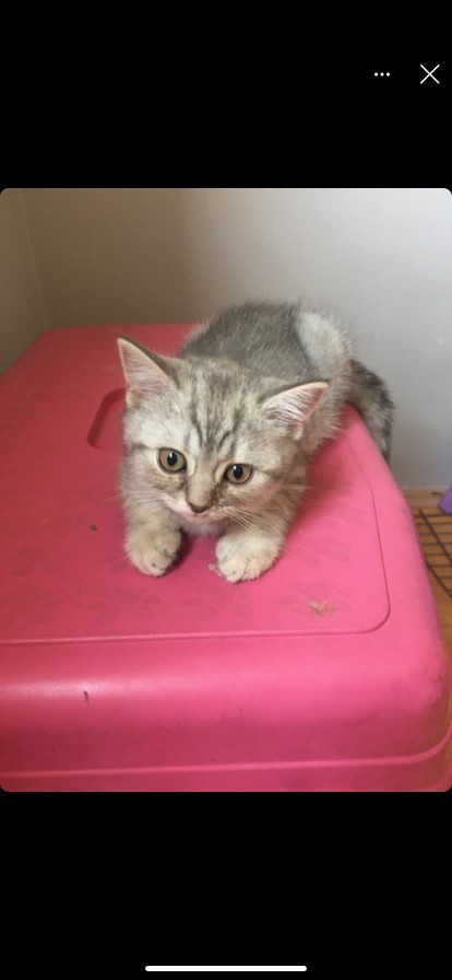 Evinde kötü enerji hisseden varsa beyaz kedi beslesin. Allah onlara bulunduğu yere pozitif enerji yayma özelliği vermiş?🙏🐱✨?