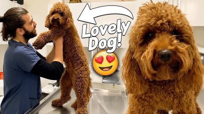 Köpek besleyecek olsanız hangi cins köpek beslersiniz? Ve neden o cins?