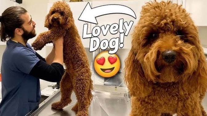 Köpek besleyecek olsanız hangi cins köpek beslersiniz? Ve neden o cins?