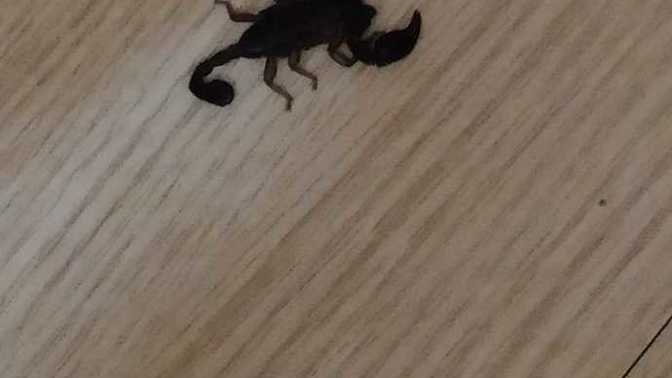 Bu arkadaşı tanıyan var mı?