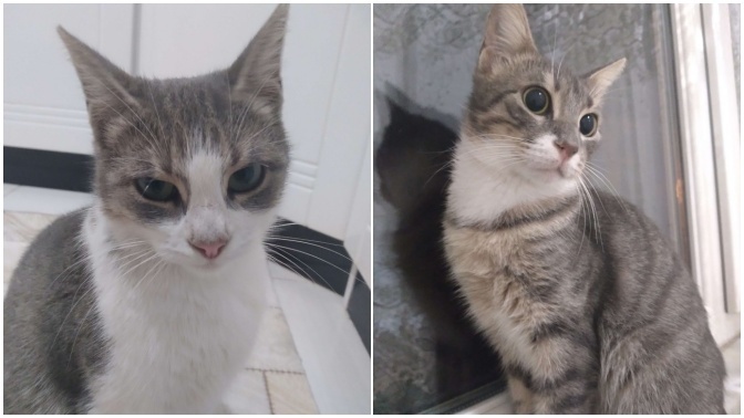 Kedilerimden hangisi daha tatlı?