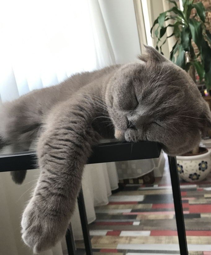 Aranızda british shorthair cinsi kedi besleyeniniz var mı?