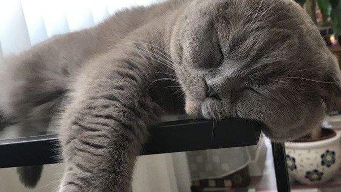 Aranızda "british shorthair" cinsi kedi besleyeniniz var mı?
