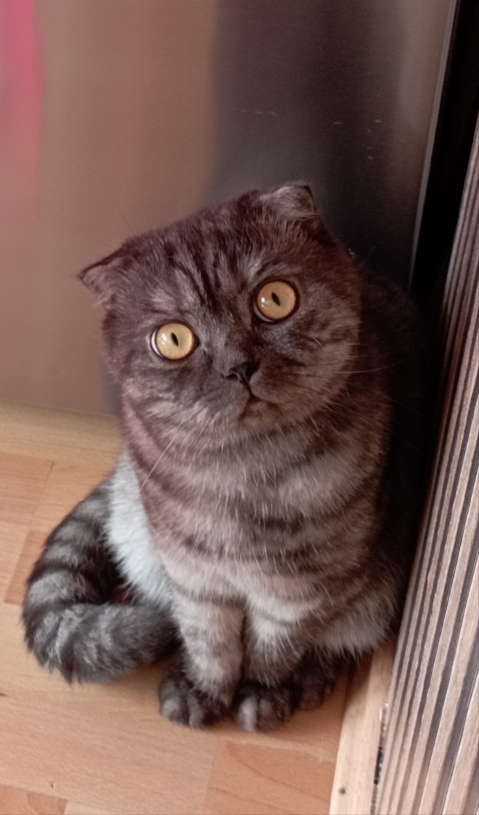 Kedileri mi daha çok seviyorsun yoksa köpekleri mi?