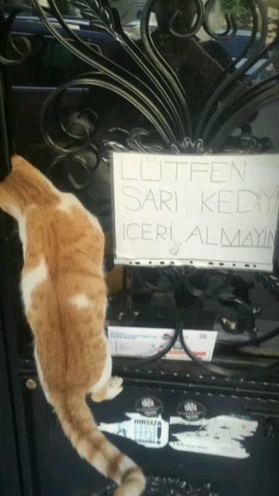 Sizin de çılgın komşularınız var mı?