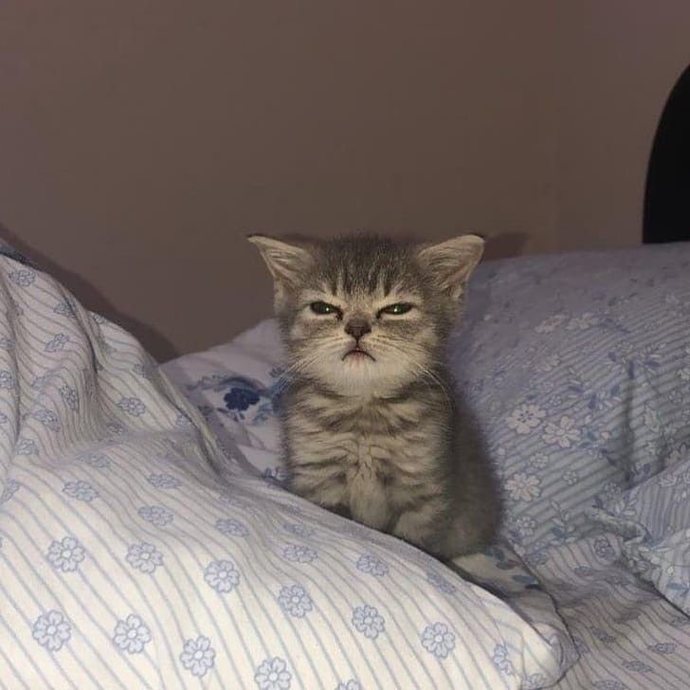 Bu kedi gibiyim şu an 😒