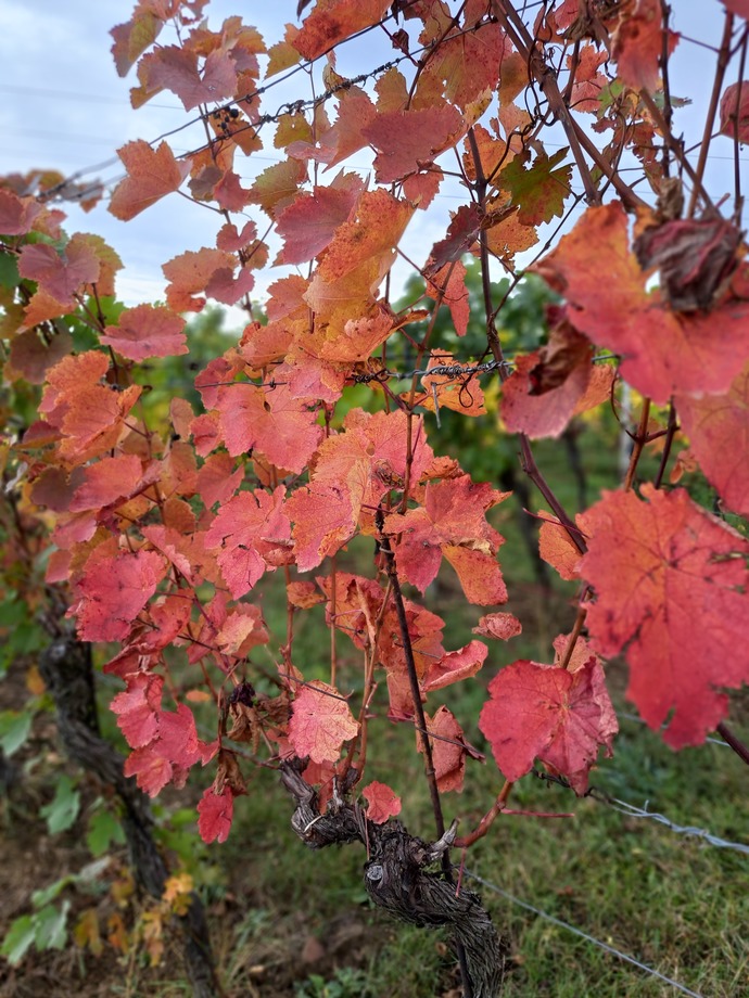 🍁