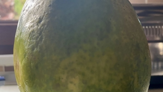 Papaya meyvesini denedin mi? Tropikal 🏝️ meyveleri sever misin?