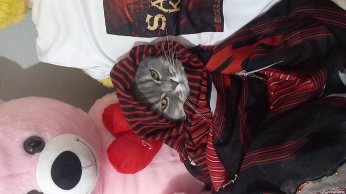 Kedilerin en çok sevdiği mama hangisi?