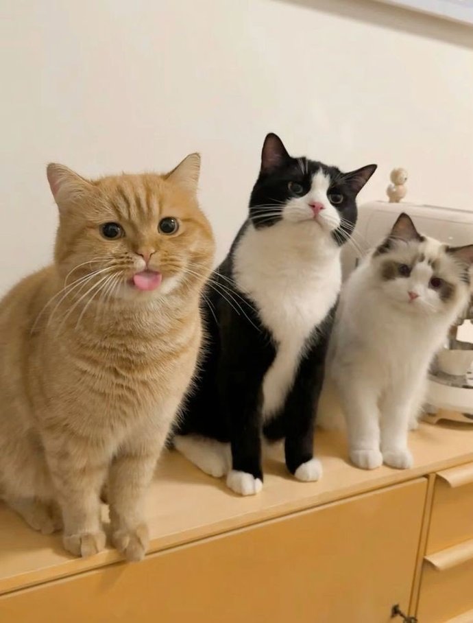 Aramıza kara kedi bile giremez dediğin birisi var mı?