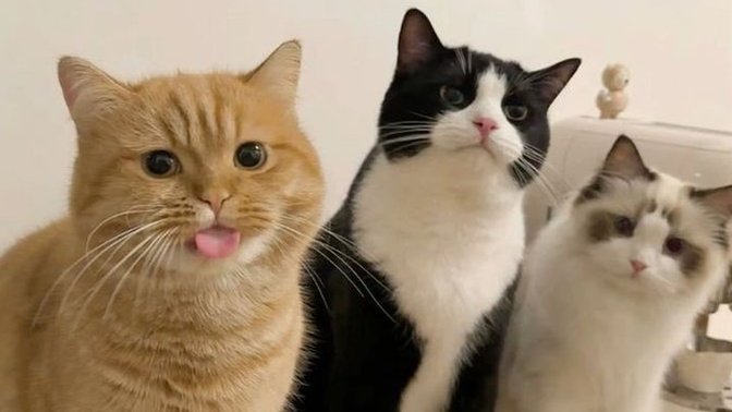Aramıza kara kedi bile giremez dediğin birisi var mı?