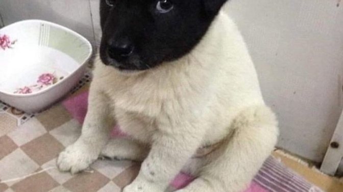 Bu köpek size ait olsa ismini ne koyardınız?