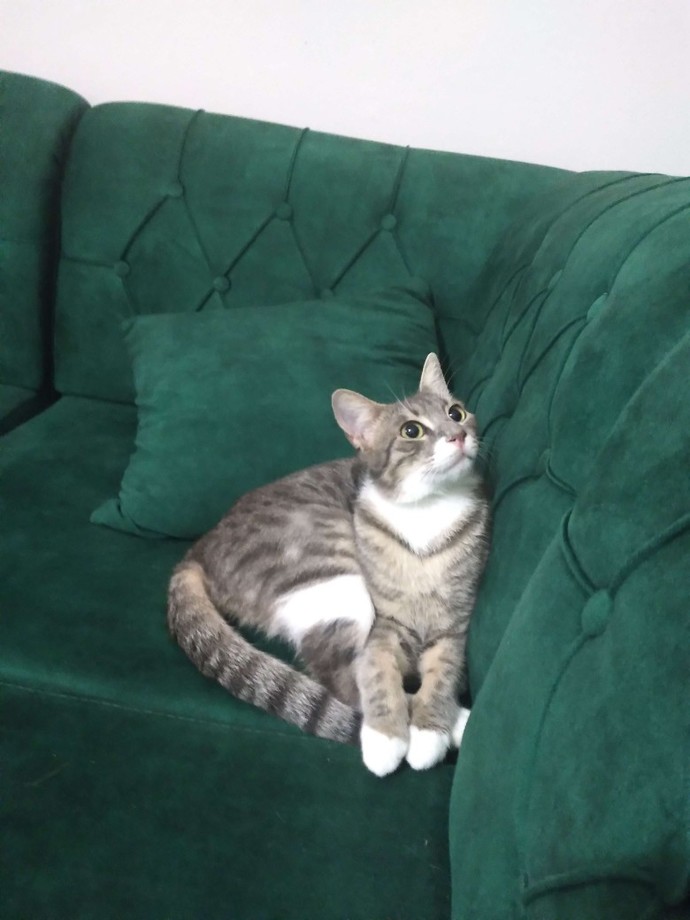 Bu kedi niye bu kadar tatlı?