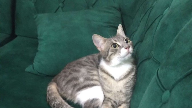 Bu kedi niye bu kadar tatlı?
