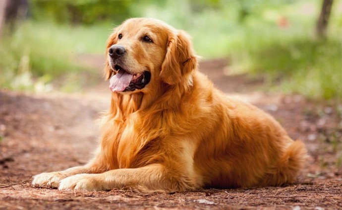 Köpek almak isteseydiniz hangi cins köpek tercihiniz olurdu?