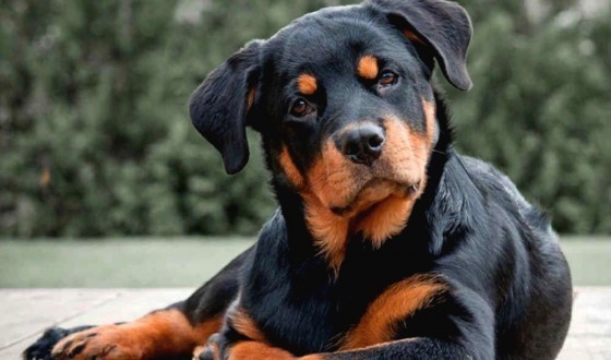 Köpek almak isteseydiniz hangi cins köpek tercihiniz olurdu?