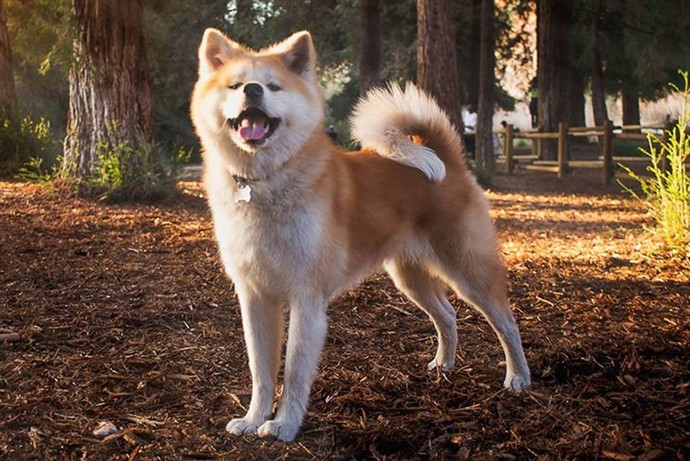 Köpek almak isteseydiniz hangi cins köpek tercihiniz olurdu?