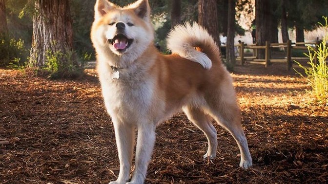 Köpek almak isteseydiniz hangi cins köpek tercihiniz olurdu?