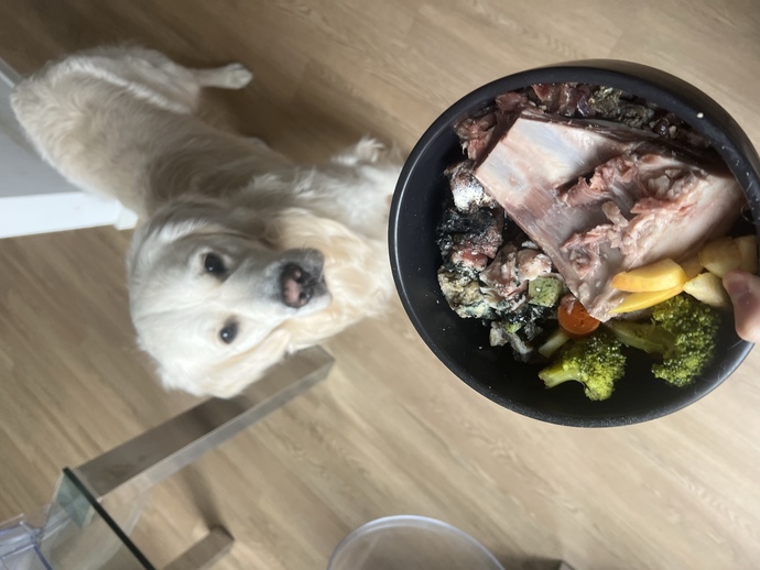 Köpeğinize hangi mamayı veriyorsunuz?