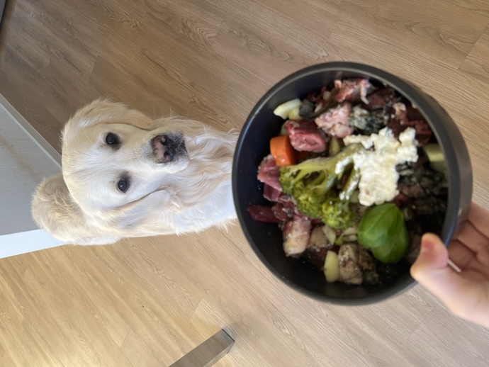Köpeğinize hangi mamayı veriyorsunuz?