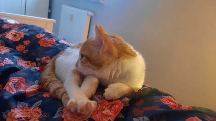 Ansızın gelen böyle sevimli misafirleri sever misiniz😻?