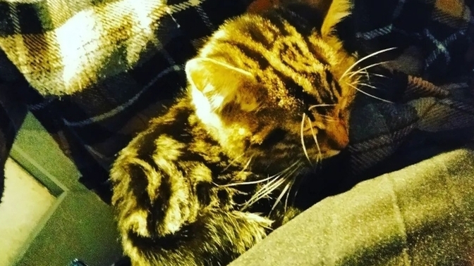 Ansızın gelen böyle sevimli misafirleri sever misiniz😻?