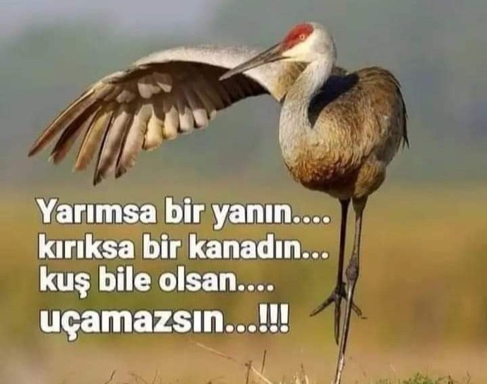 Siz hiç kuş olup uçmak istediniz mi?
