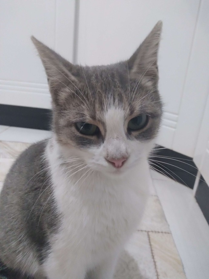 Bu kadar kedi fazla mı sizce?