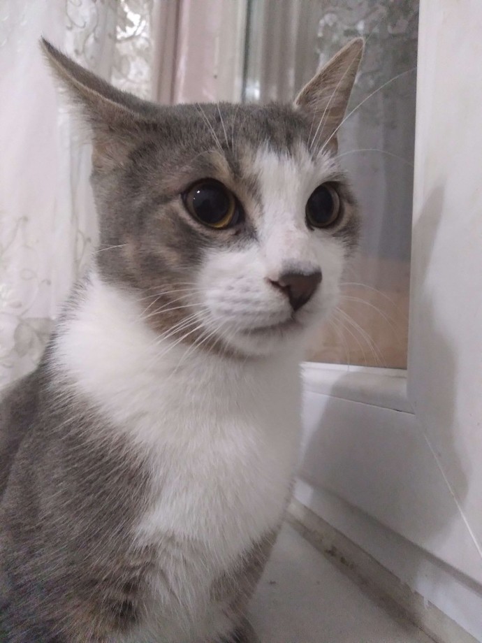 Bu kadar kedi fazla mı sizce?