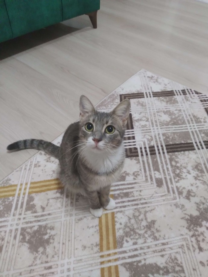 Bu kadar kedi fazla mı sizce?