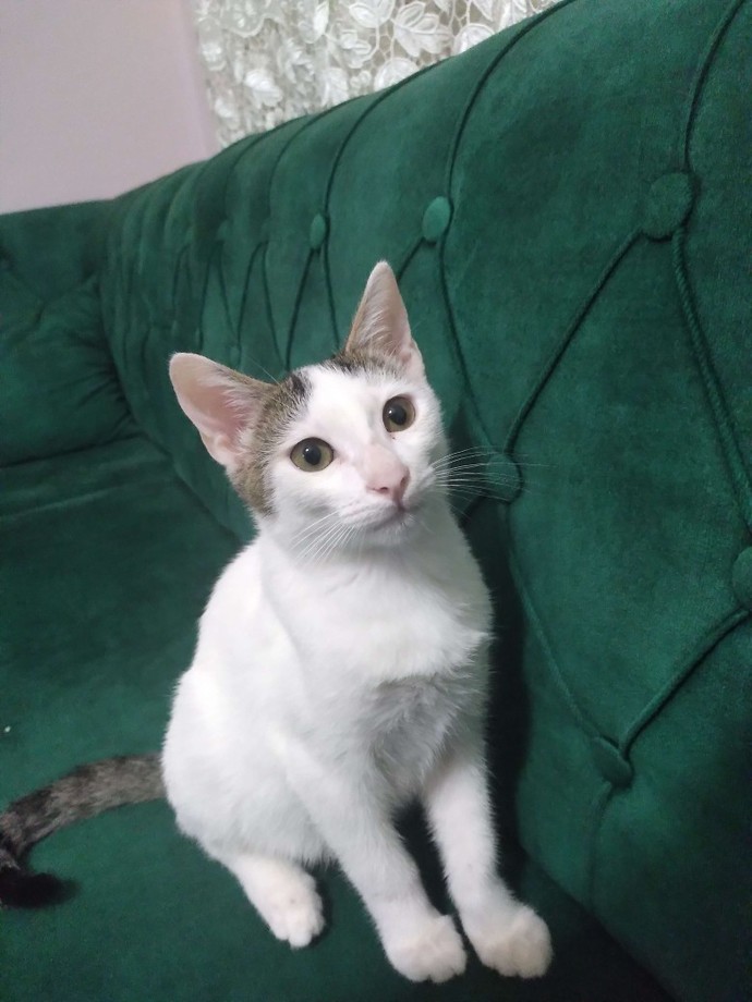 Bu kadar kedi fazla mı sizce?