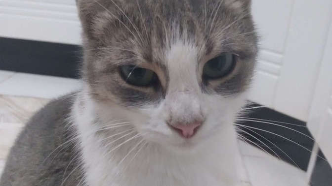 Bu kadar kedi fazla mı sizce?