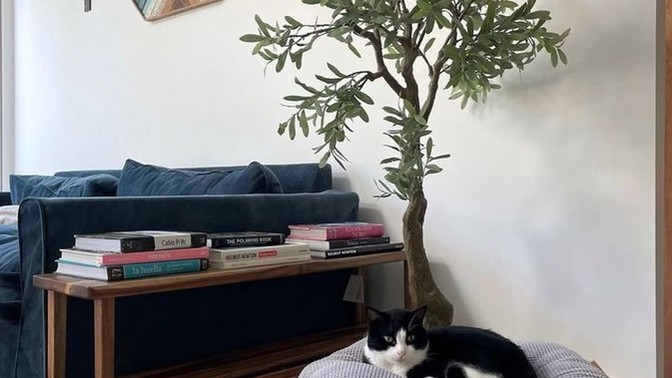 Evinizde büyük salon bitkileri var mı?