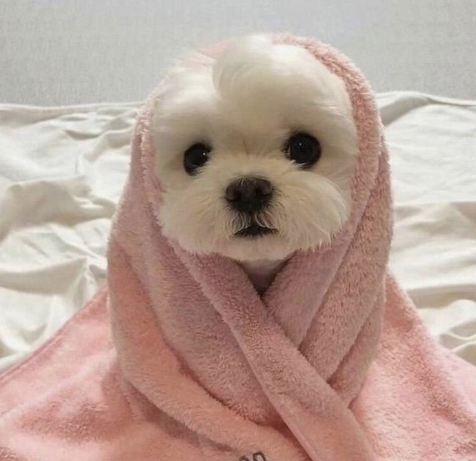 Köpek bakmanın zorlukları nelerdir?