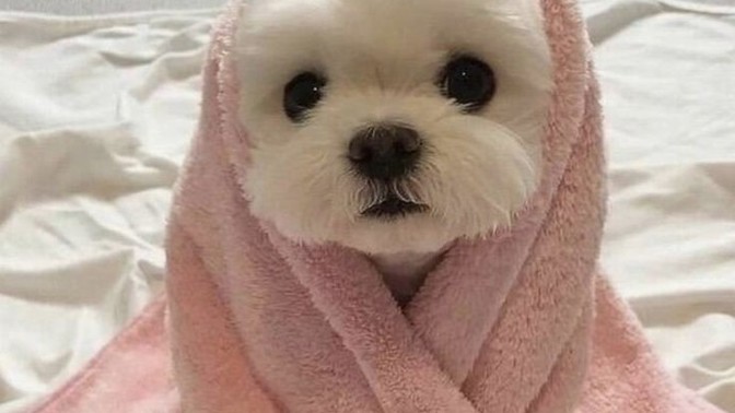 Köpek bakmanın zorlukları nelerdir?