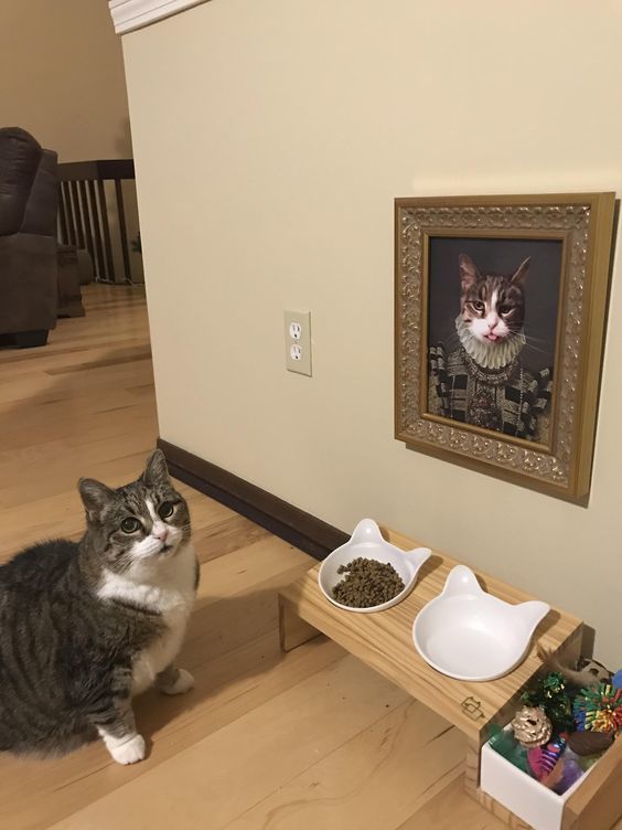 Kedi maması fiyatlarının artması aldığınız mama markalarının değişmesine neden oldu mu?