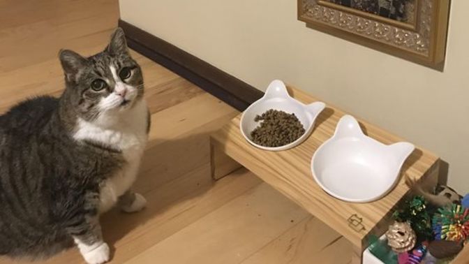 Kedi maması fiyatlarının artması aldığınız mama markalarının değişmesine neden oldu mu?