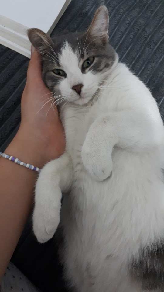 Şirin mi şirin bir kediniz olsa adını ne koymak isterdiniz?
