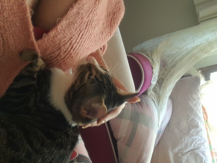 Kedi başka bir sahibe verilirse depresyona girer mi?