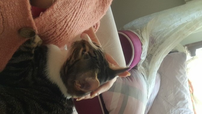 Kedi başka bir sahibe verilirse depresyona girer mi?