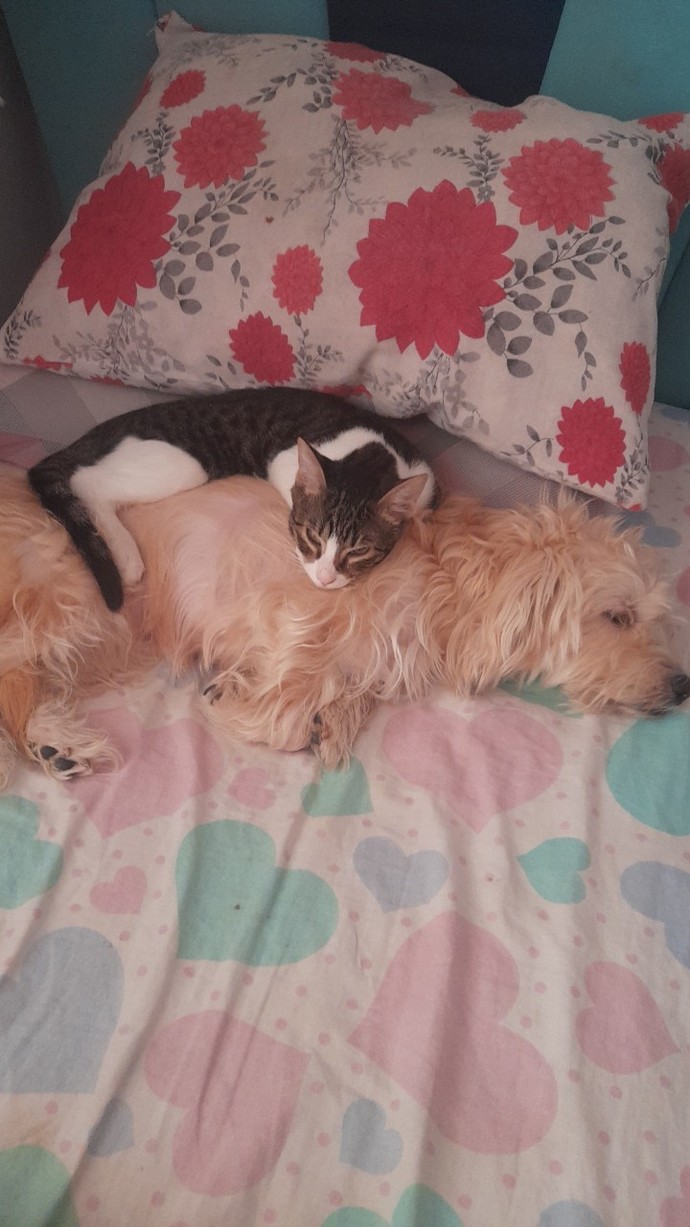 Kedi insanı mısınız yoksa köpek mi?