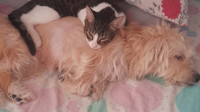 Kedi insanı mısınız yoksa köpek mi?