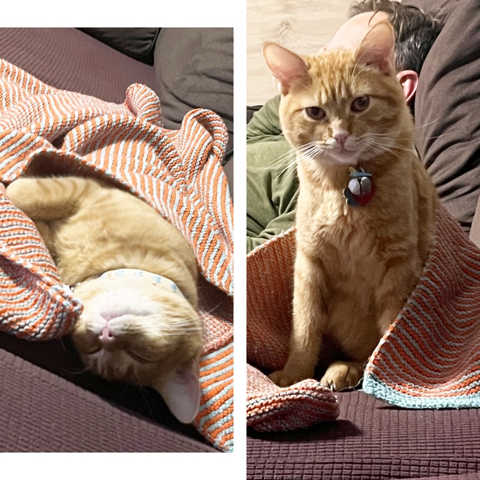 Bu kedi 7 aylık. 3.1 kg fazla mı?