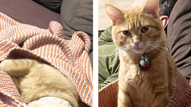 Bu kedi 7 aylık. 3.1 kg fazla mı?