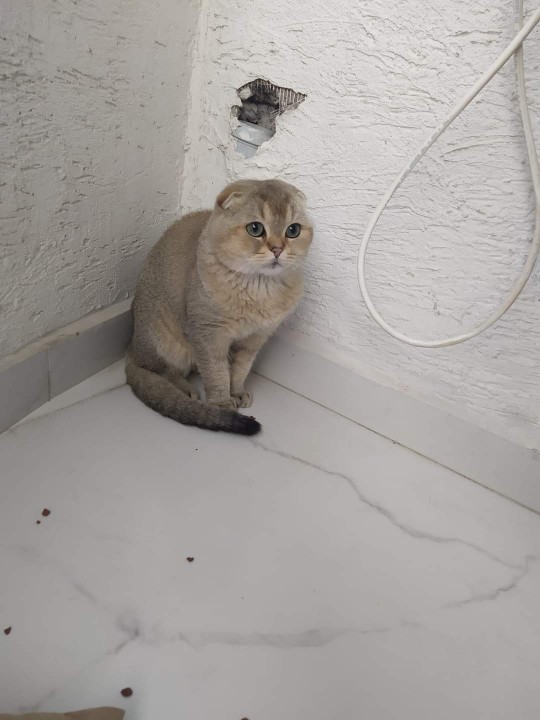 3 lahmacun 1 ayrana satıyorum alan var mı?