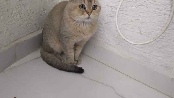 3 lahmacun 1 ayrana satıyorum alan var mı?