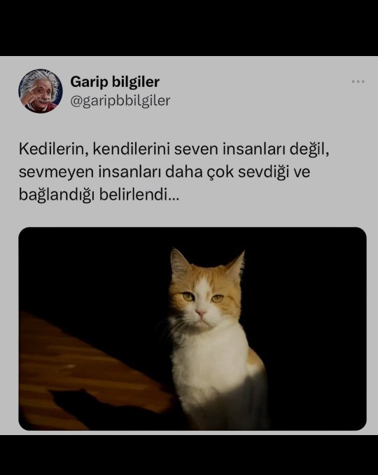 Var mı bu kedi gibi psikopatlar 😂?